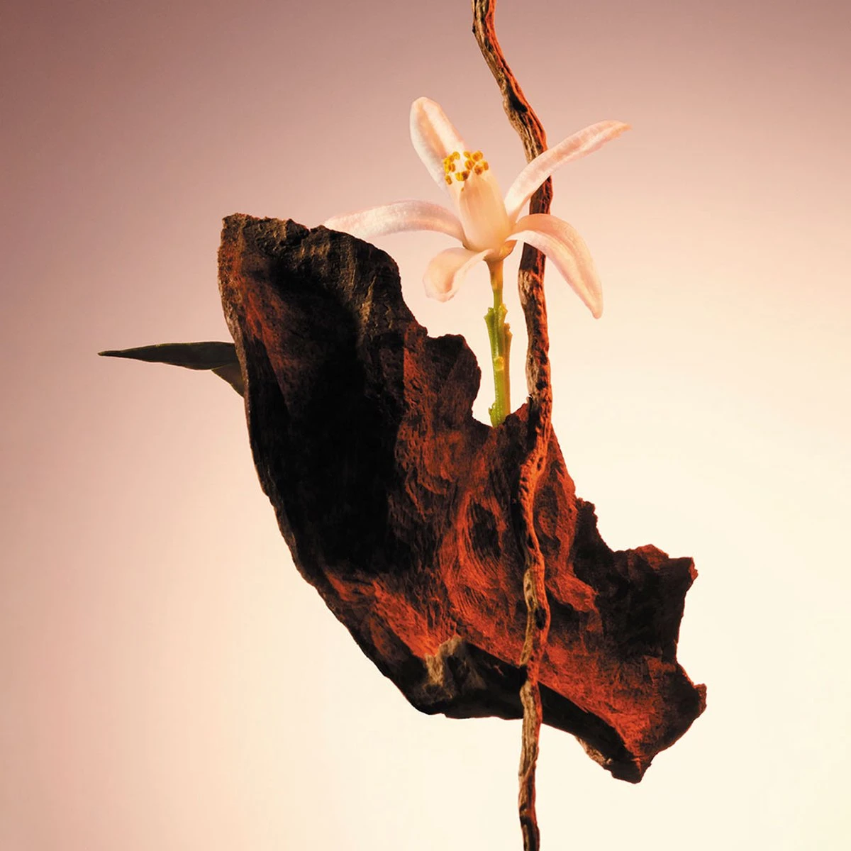 Hugo Boss The Scent For Her Eau De Parfum Spray 30 Ml 4 Hugo Boss The Scent For Her Eau De Parfum Spray 30 Ml - Afbeelding 4