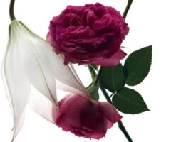 Yves Saint Laurent - Eau De Parfum - Mon Paris Intensement - 30 Ml 24 Yves Saint Laurent - Eau De Parfum - Mon Paris Intensement - 30 Ml -Parfum Korting Winkel 1200x971 1