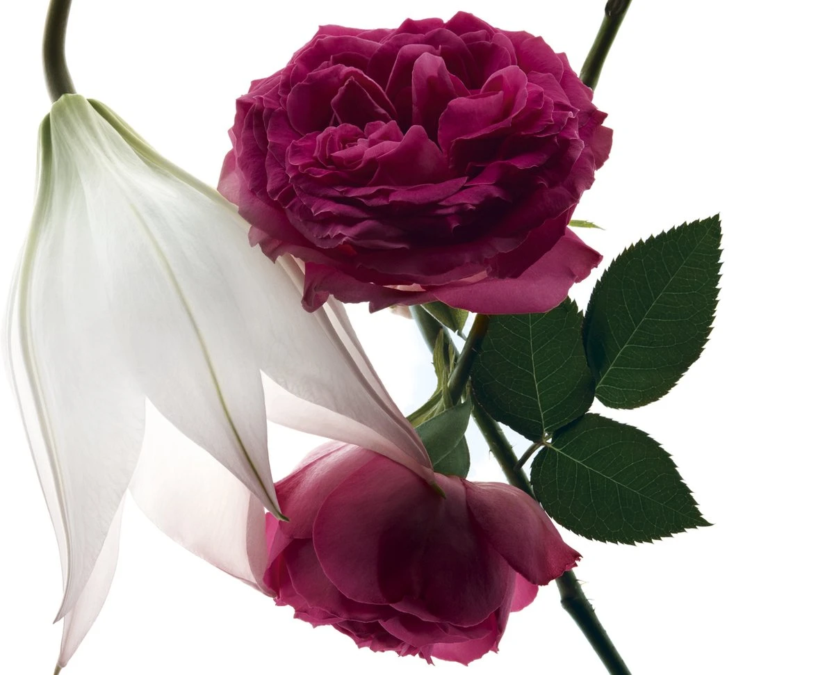 Yves Saint Laurent - Eau De Parfum - Mon Paris Intensement - 30 Ml 9 Yves Saint Laurent - Eau De Parfum - Mon Paris Intensement - 30 Ml - Afbeelding 9