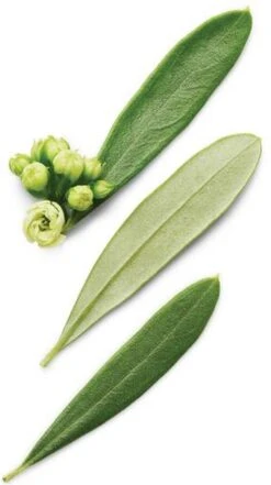 Giorgio Armani Armani Code 30 Ml - Eau De Toilette - Herenparfum -Parfum Korting Winkel 672x1200 4