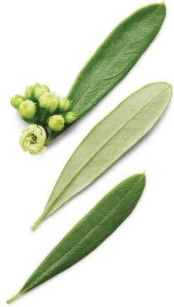 Giorgio Armani Armani Code 125 Ml - Eau De Toilette - Herenparfum -Parfum Korting Winkel 678x1200 3