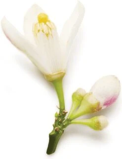 Giorgio Armani Code 75 Ml - Eau De Parfum - Damesparfum -Parfum Korting Winkel 927x1200 3