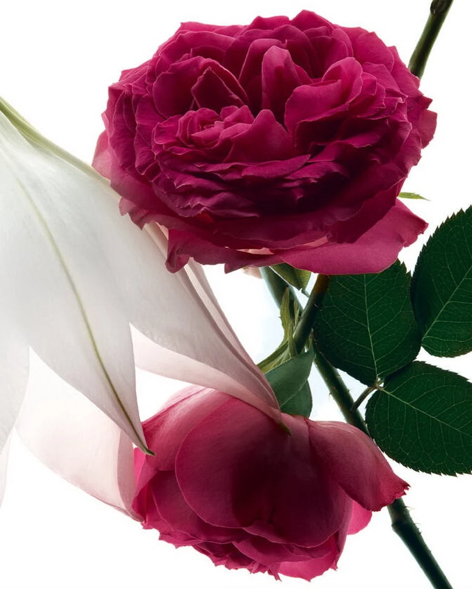 Yves Saint Laurent - Eau De Parfum - Mon Paris Intensement - 30 Ml 14 Yves Saint Laurent - Eau De Parfum - Mon Paris Intensement - 30 Ml - Afbeelding 14